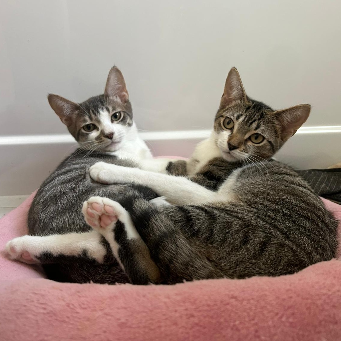 Mikie, a Adoptable Domestic Short Hair in Richmond Hill, ON image 4/6