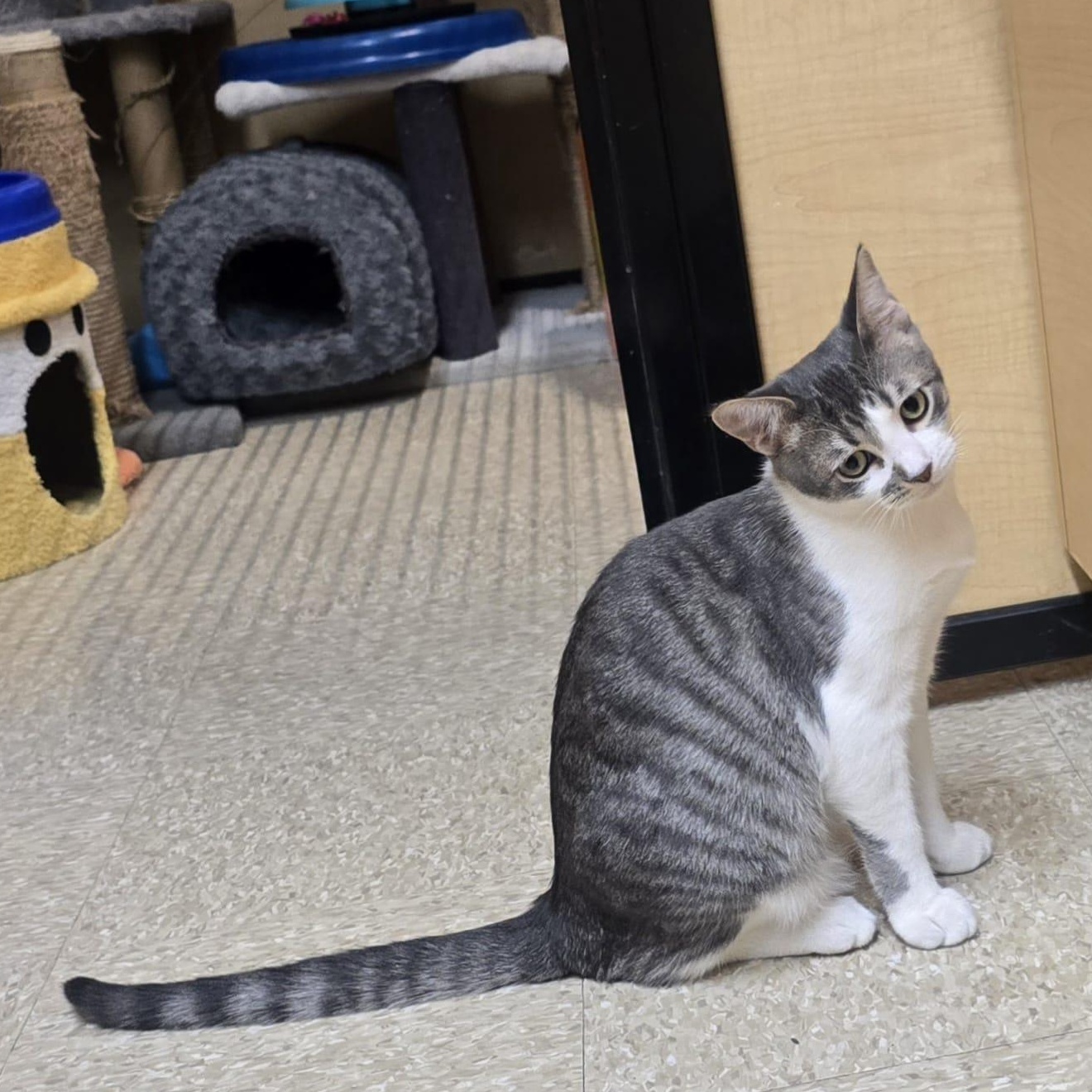 Enlarge Mikie, a Adoptable Domestic Short Hair in Richmond Hill, ON image 2/6