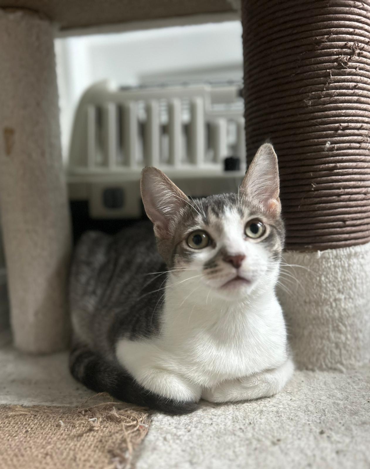 Mikie, a Adoptable Domestic Short Hair in Richmond Hill, ON image 6/6