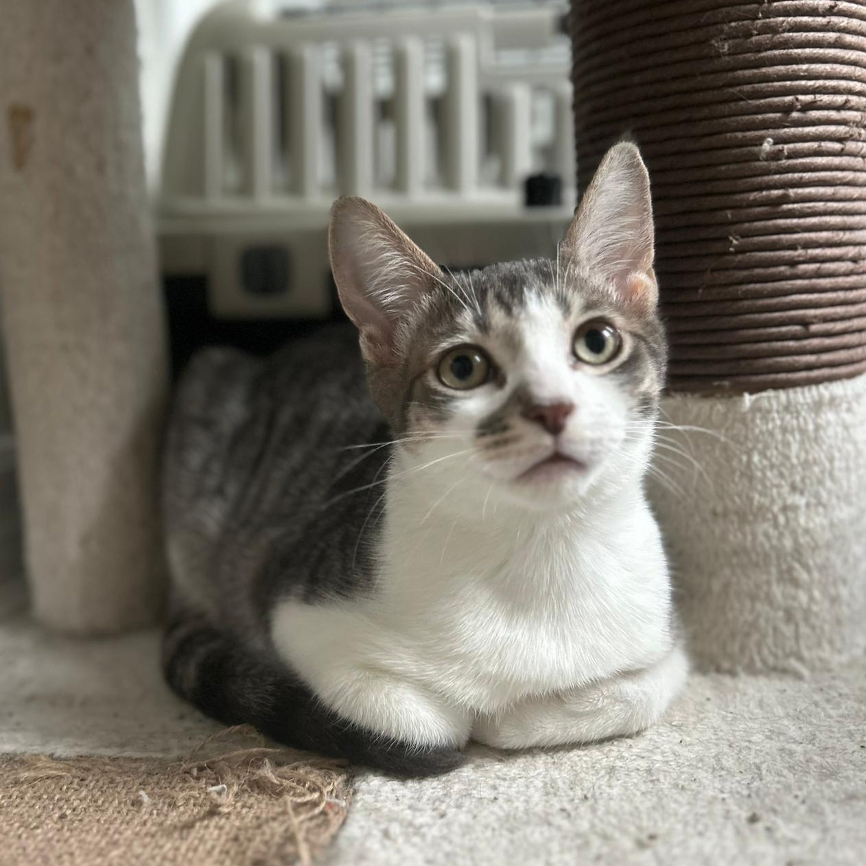 Enlarge Mikie, a Adoptable Domestic Short Hair in Richmond Hill, ON image 6/6