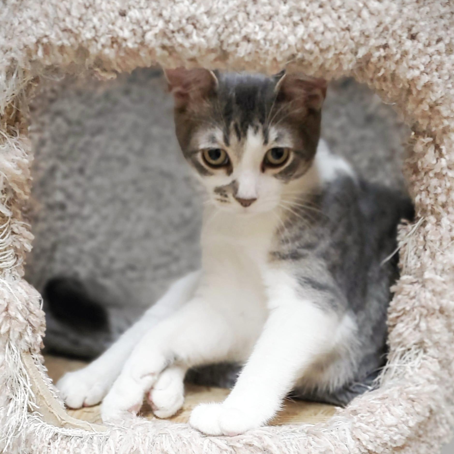 Enlarge Mikie, a Adoptable Domestic Short Hair in Richmond Hill, ON image 3/6