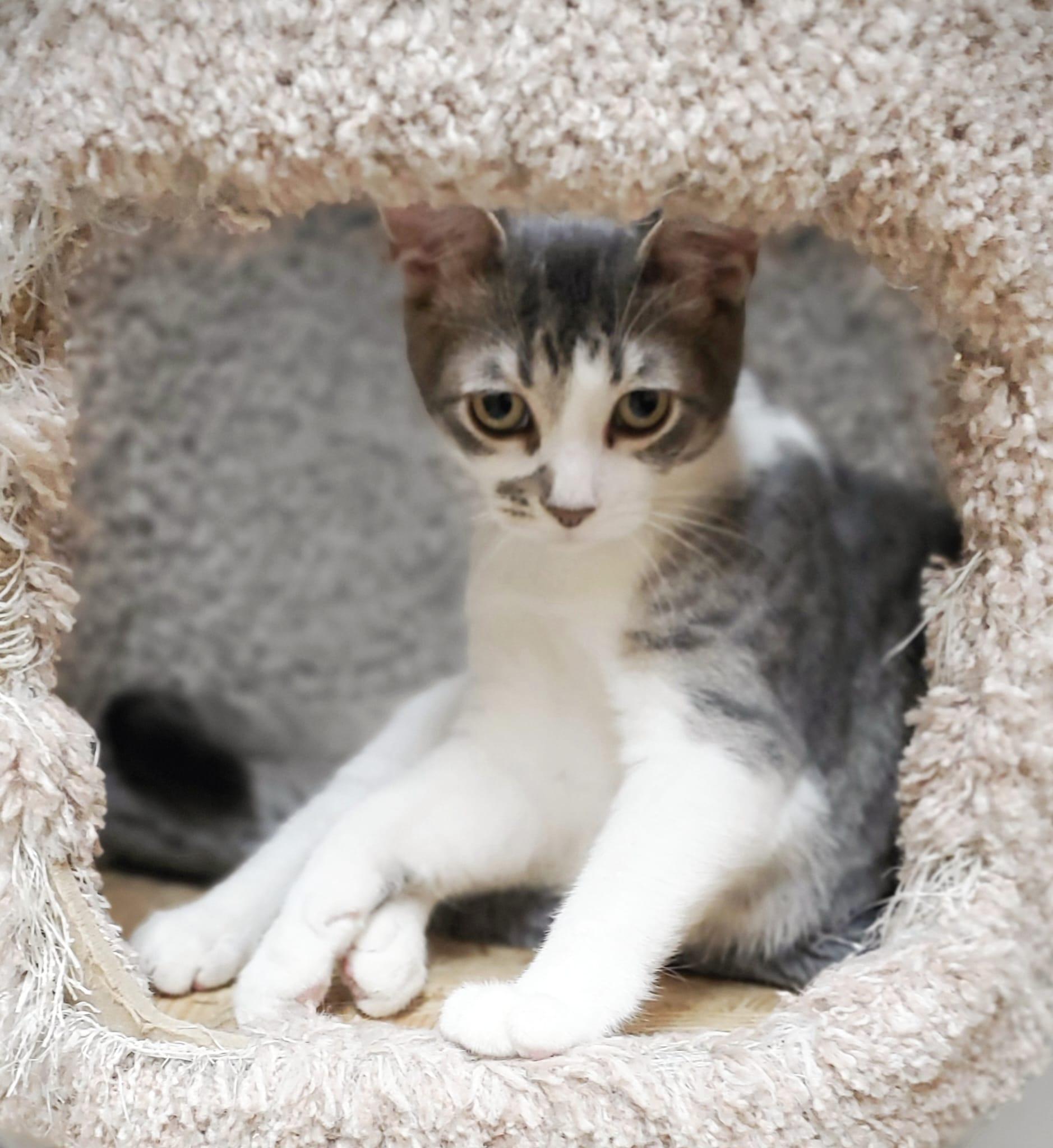 Mikie, a Adoptable Domestic Short Hair in Richmond Hill, ON image 2/6