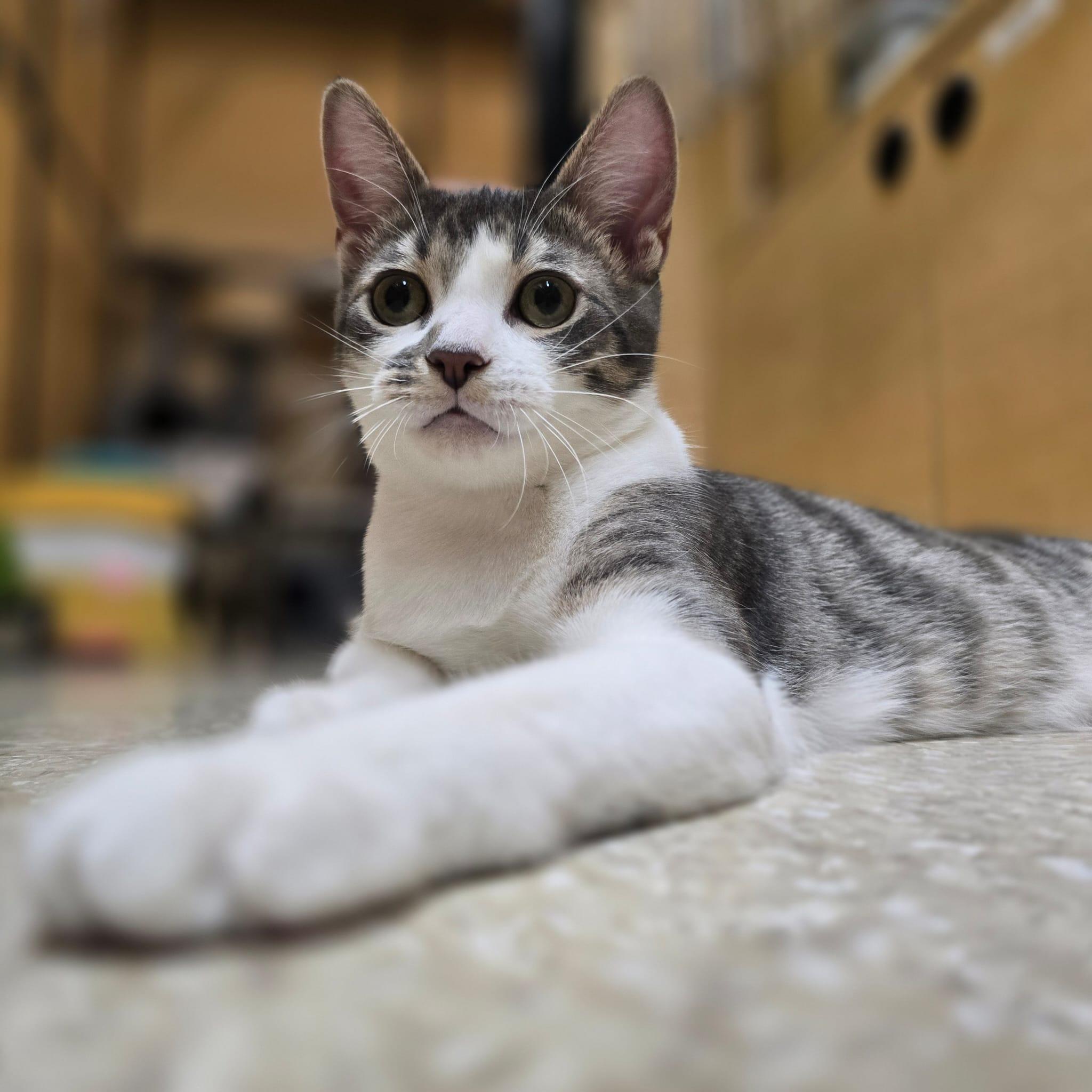 Enlarge Mikie, a Adoptable Domestic Short Hair in Richmond Hill, ON image 4/6