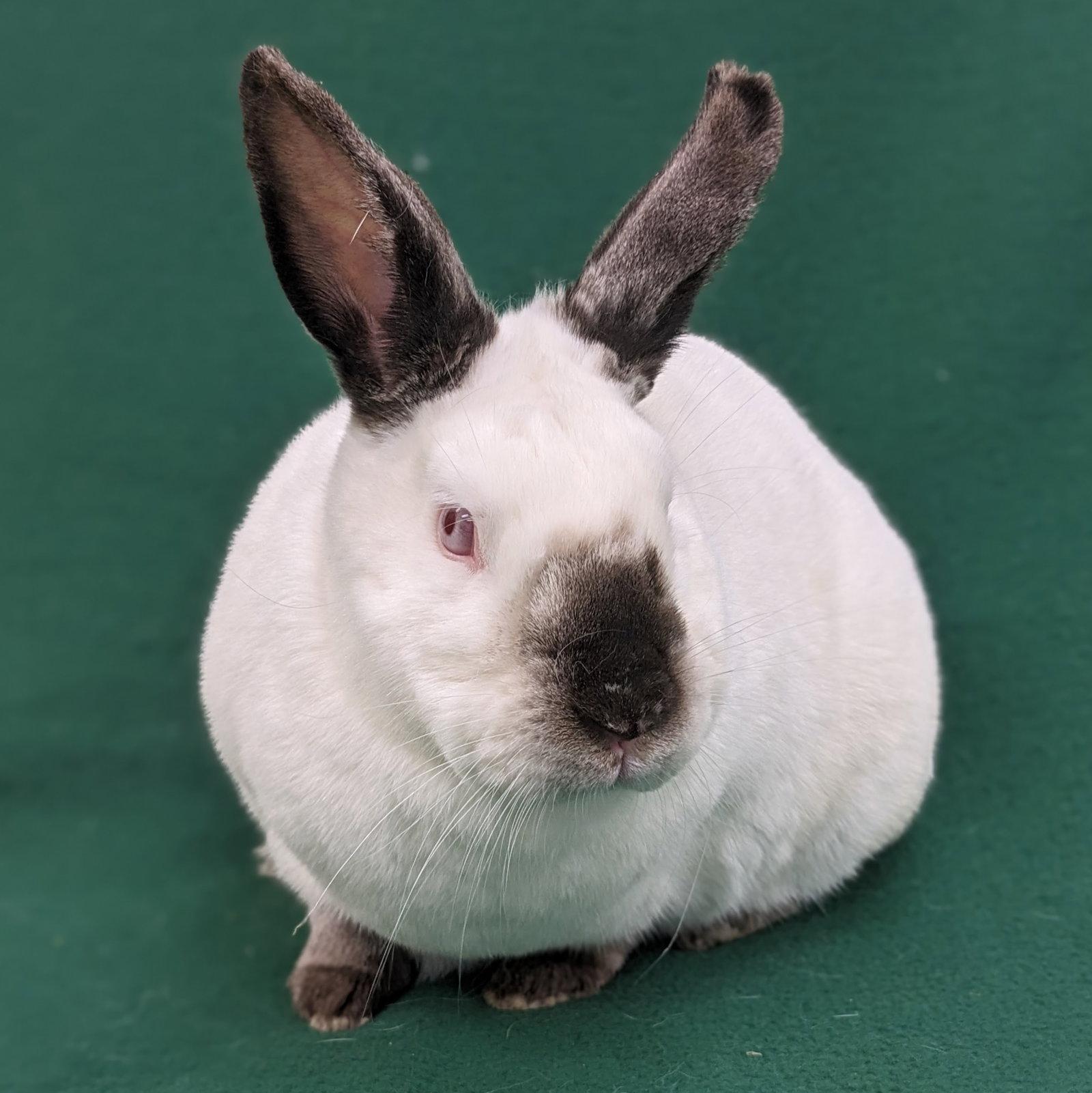 Jupiter, Adoptable, Adult Male Himalayan.