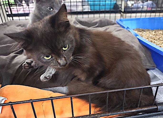 Enlarge Arial, a Adopted Domestic Long Hair in Albemarle, NC image 1/3