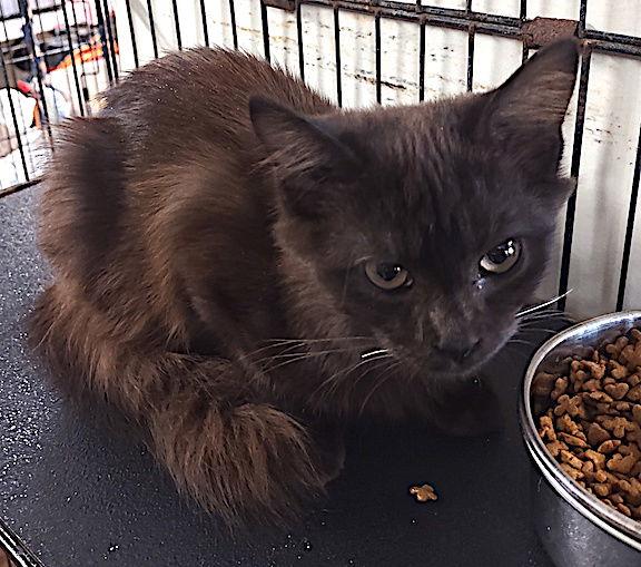 Enlarge Arial, a Adopted Domestic Long Hair in Albemarle, NC image 2/3