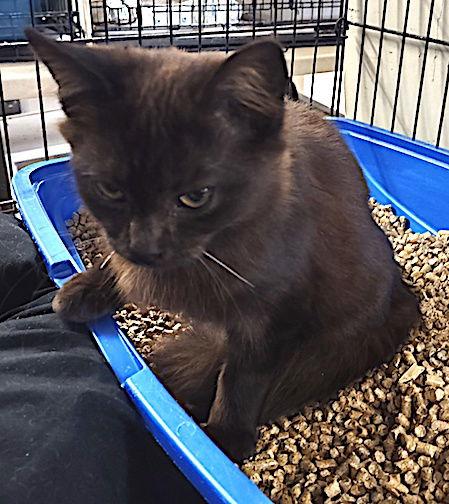 Enlarge Arial, a Adopted Domestic Long Hair in Albemarle, NC image 3/3