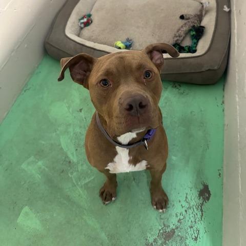 Edgar, Adoptable, Adult Male Boxer & English Bulldog.