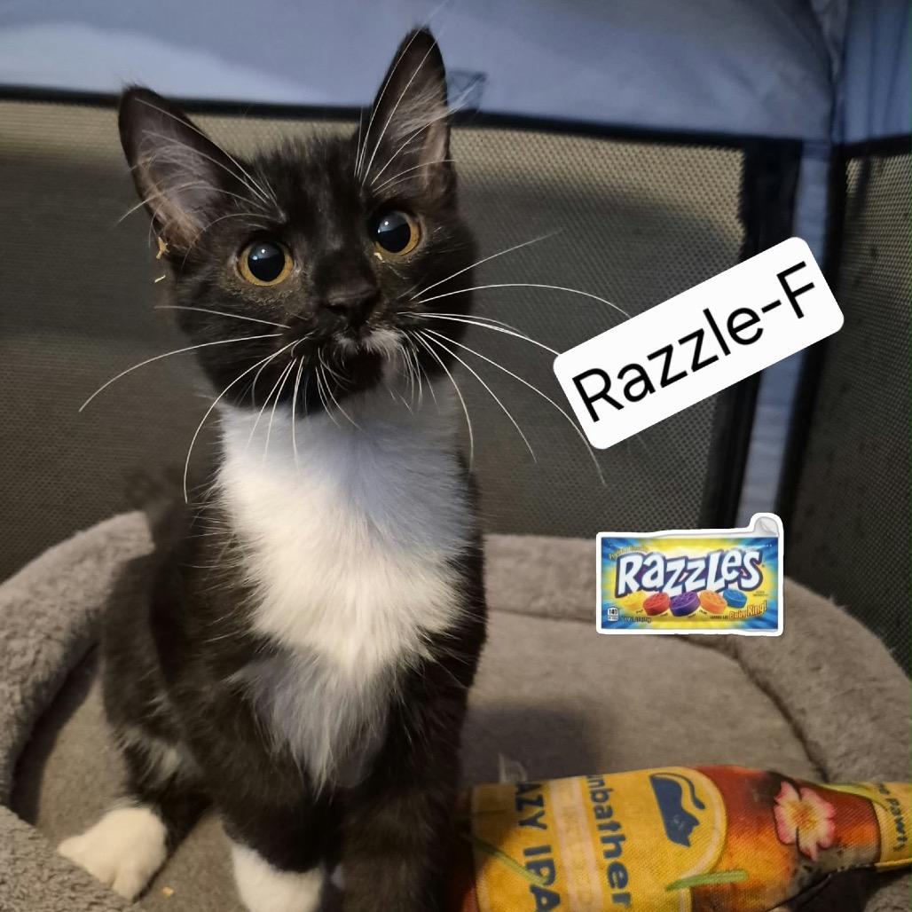 Enlarge Razzle, a Adoptable Domestic Short Hair in Lutz, FL image 2/2