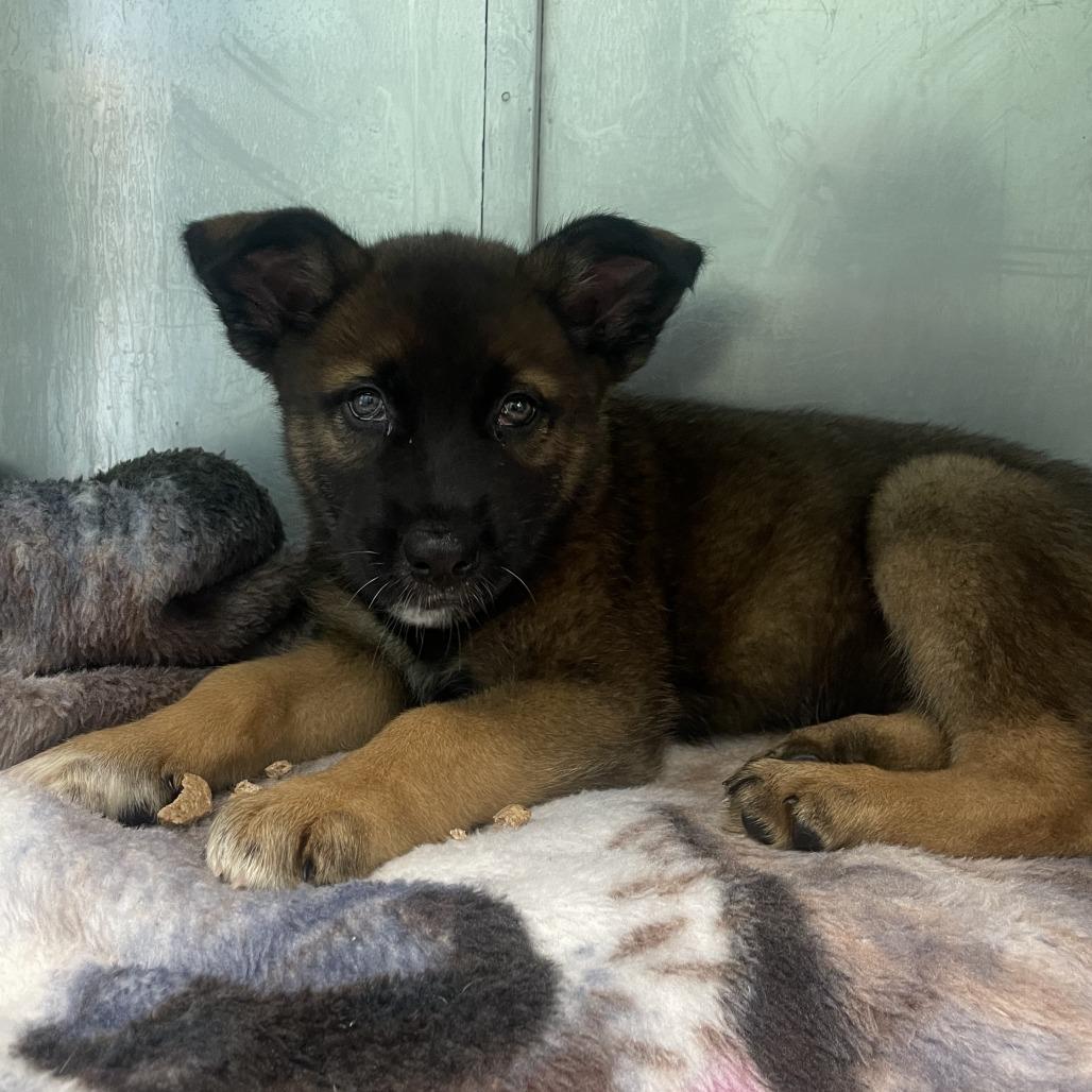 Enlarge Hunter, a Adoptable German Shepherd Dog in Philadelphia, PA image 1/3