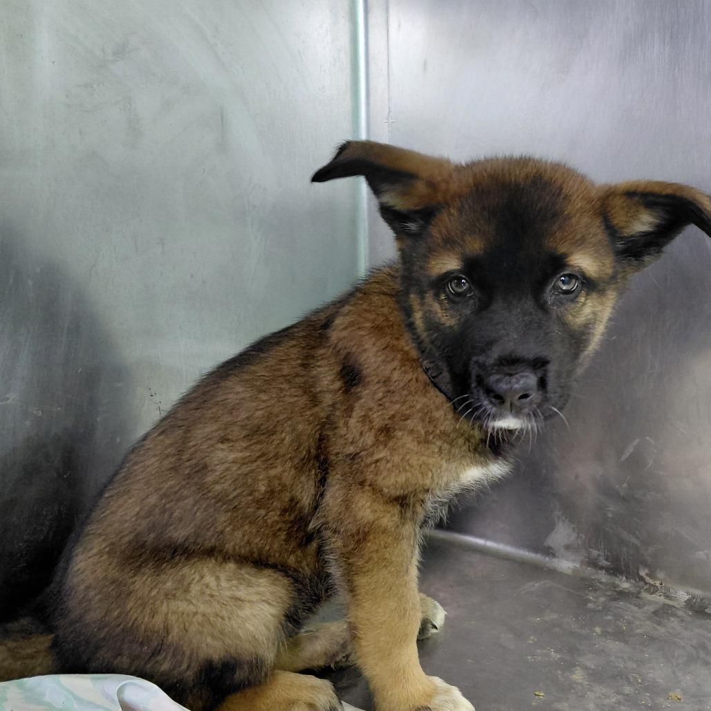 Enlarge Hunter, a Adoptable German Shepherd Dog in Philadelphia, PA image 3/3