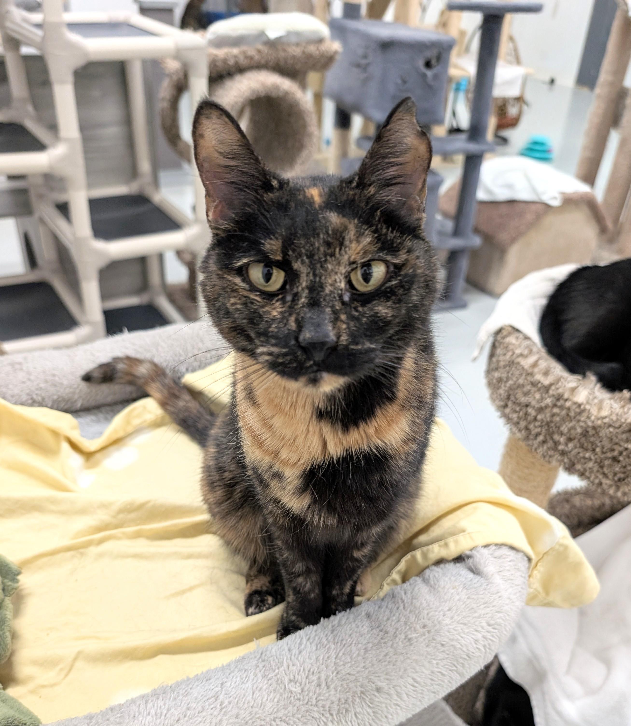 Mercedes, Adult Female unknown
