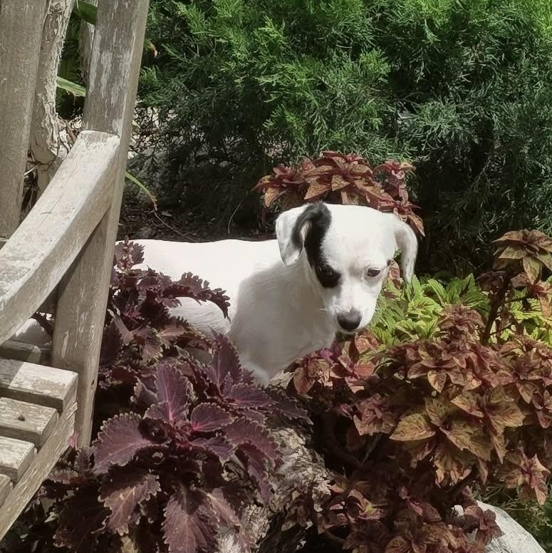 Enlarge Flower , a ADOPTABLE mixed breed in Riverside, CA image 2/6