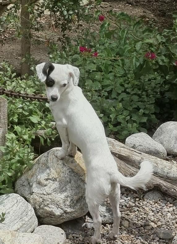 Enlarge Flower , a ADOPTABLE mixed breed in Riverside, CA image 6/6