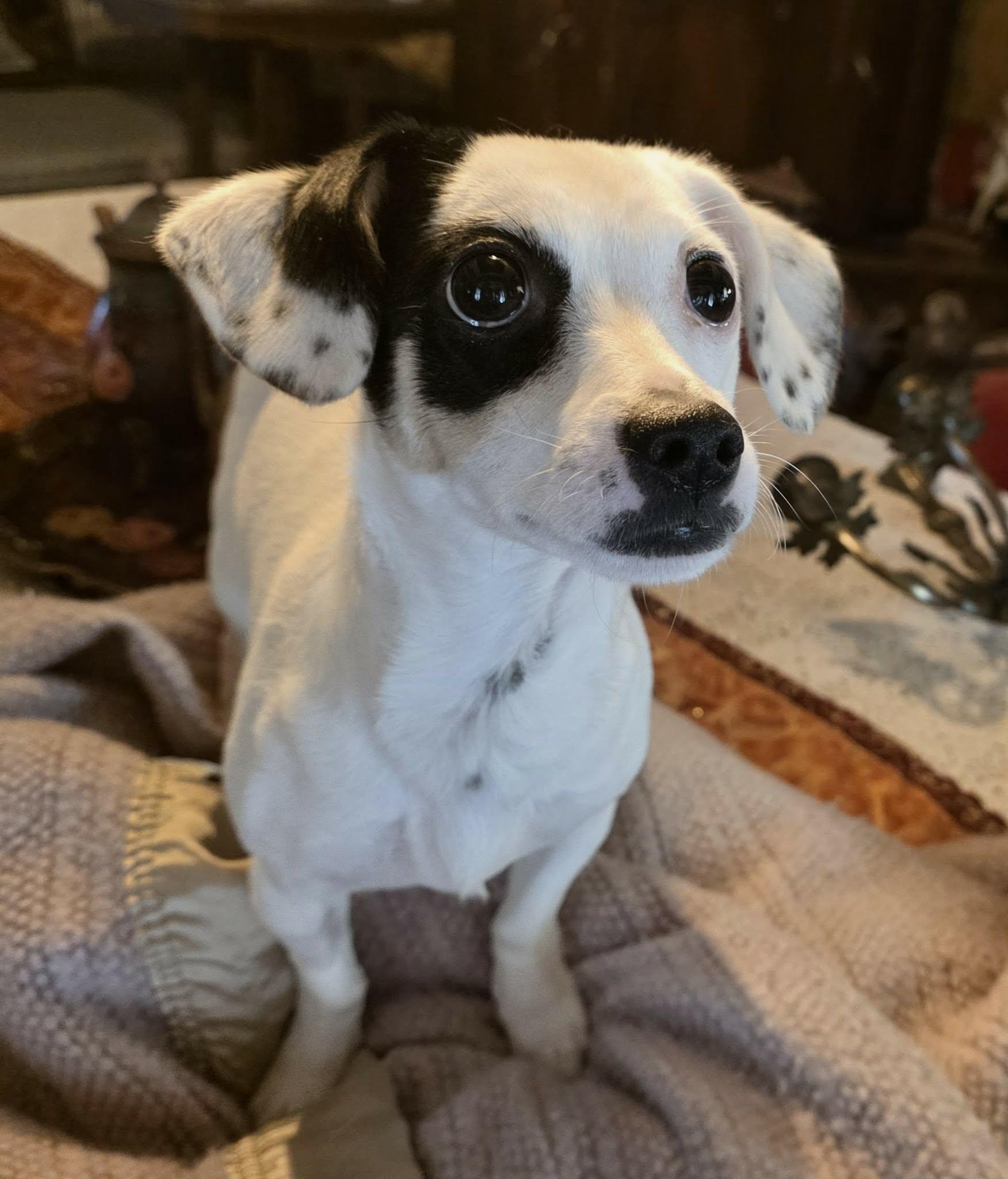 Enlarge Flower , a ADOPTABLE mixed breed in Riverside, CA image 5/6