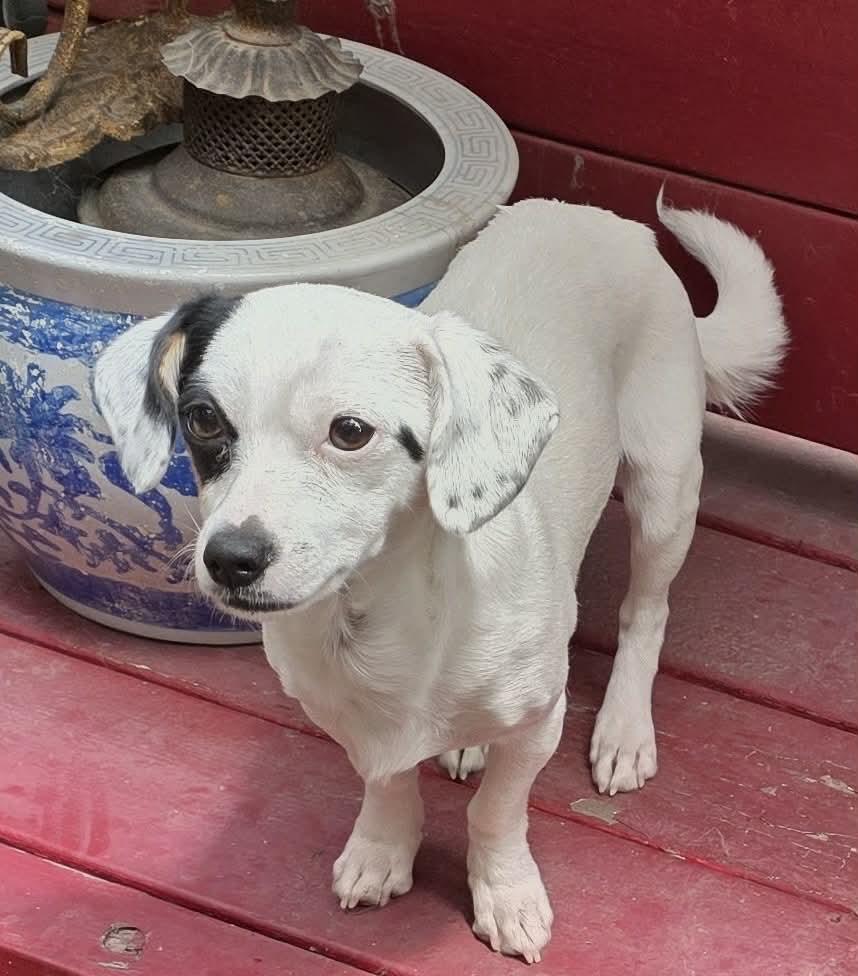Flower , ADOPTABLE, Young Female Parson Russell Terrier & Dalmatian.