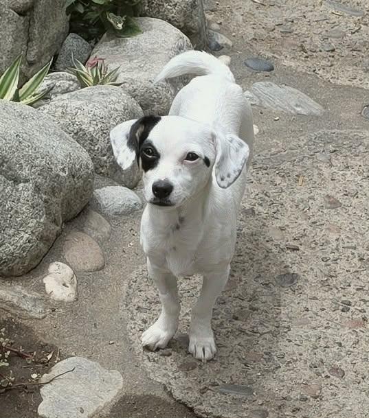 Enlarge Flower , a ADOPTABLE mixed breed in Riverside, CA image 4/6