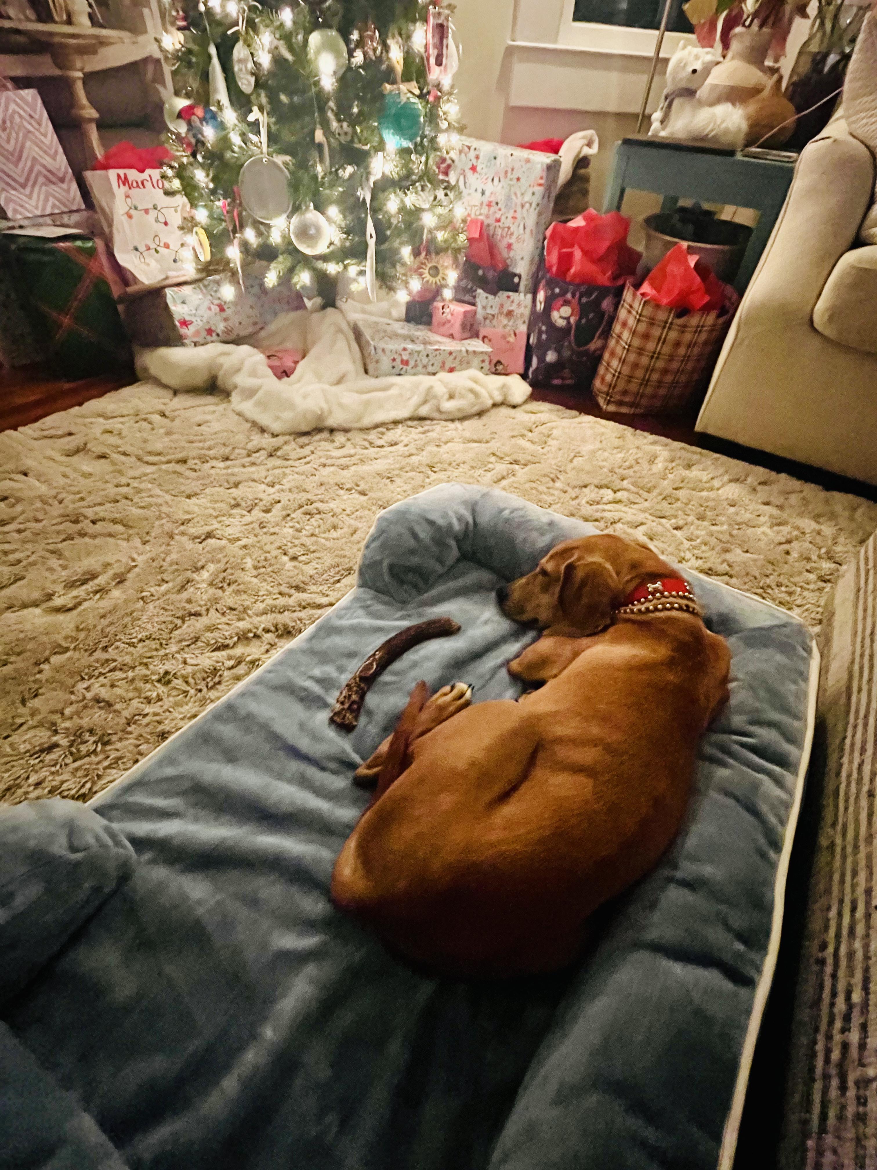 Enlarge Theodore , a Adopted Redbone Coonhound in West Harrison , NY image 4/6