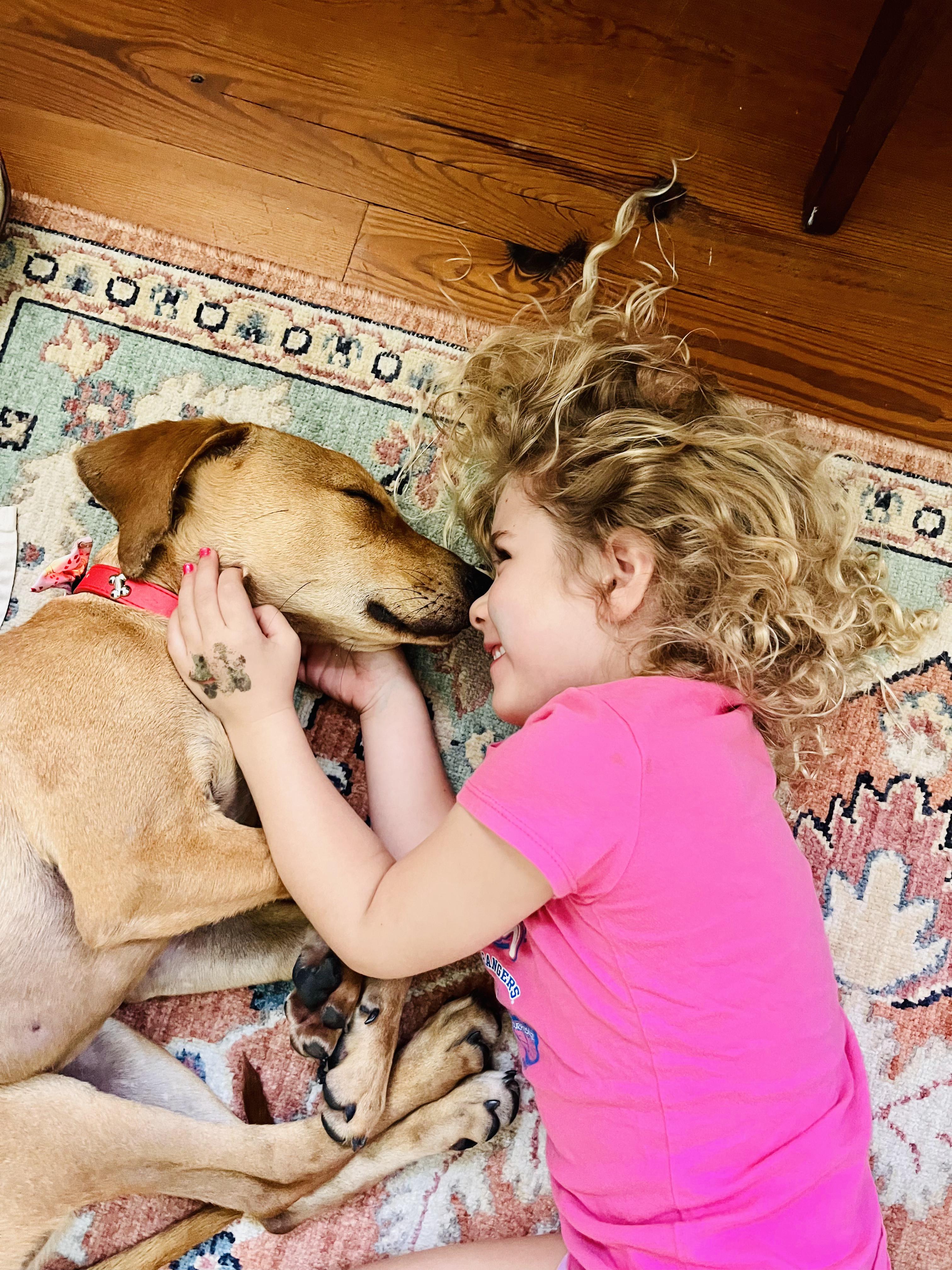 Enlarge Theodore , a Adopted Redbone Coonhound in West Harrison , NY image 2/6