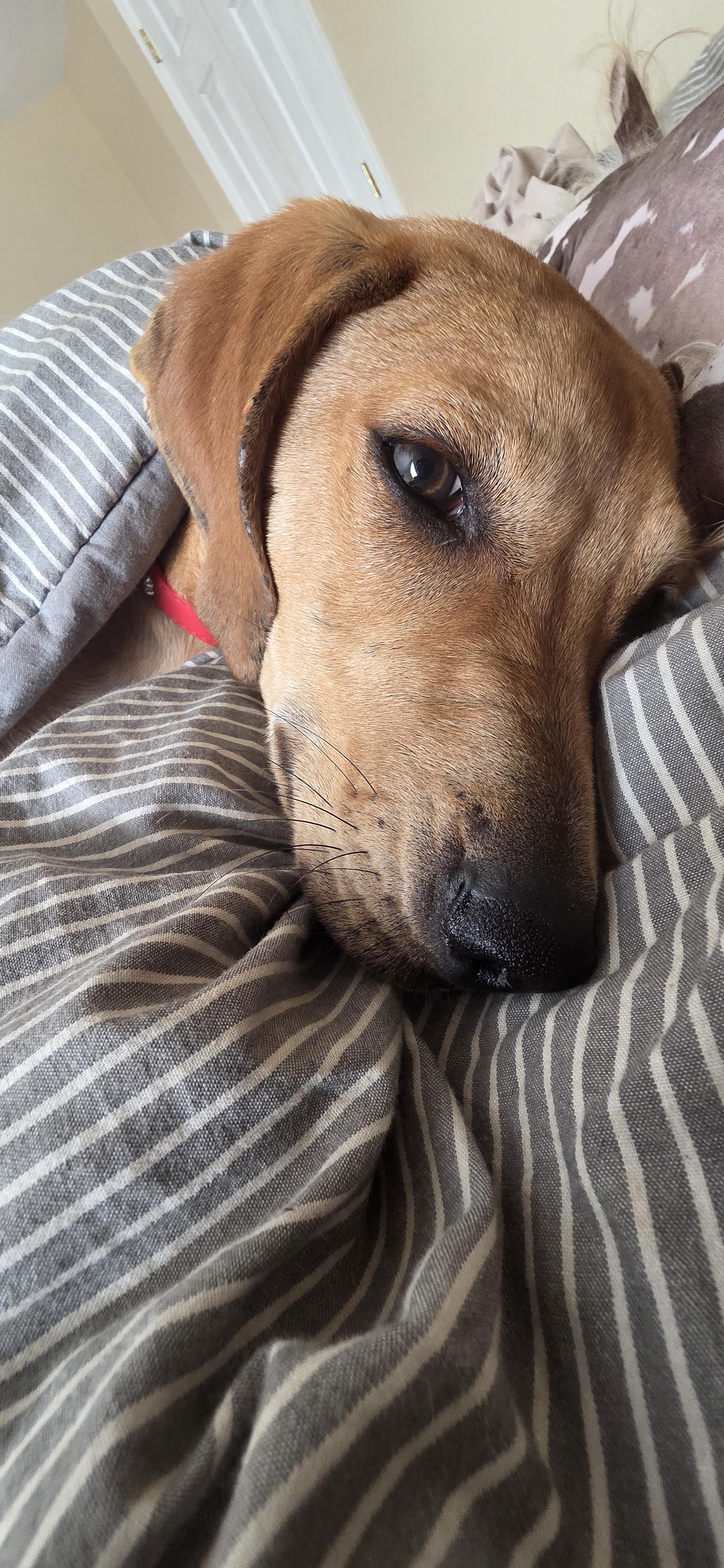 Enlarge Theodore , a Adopted Redbone Coonhound in West Harrison , NY image 5/6