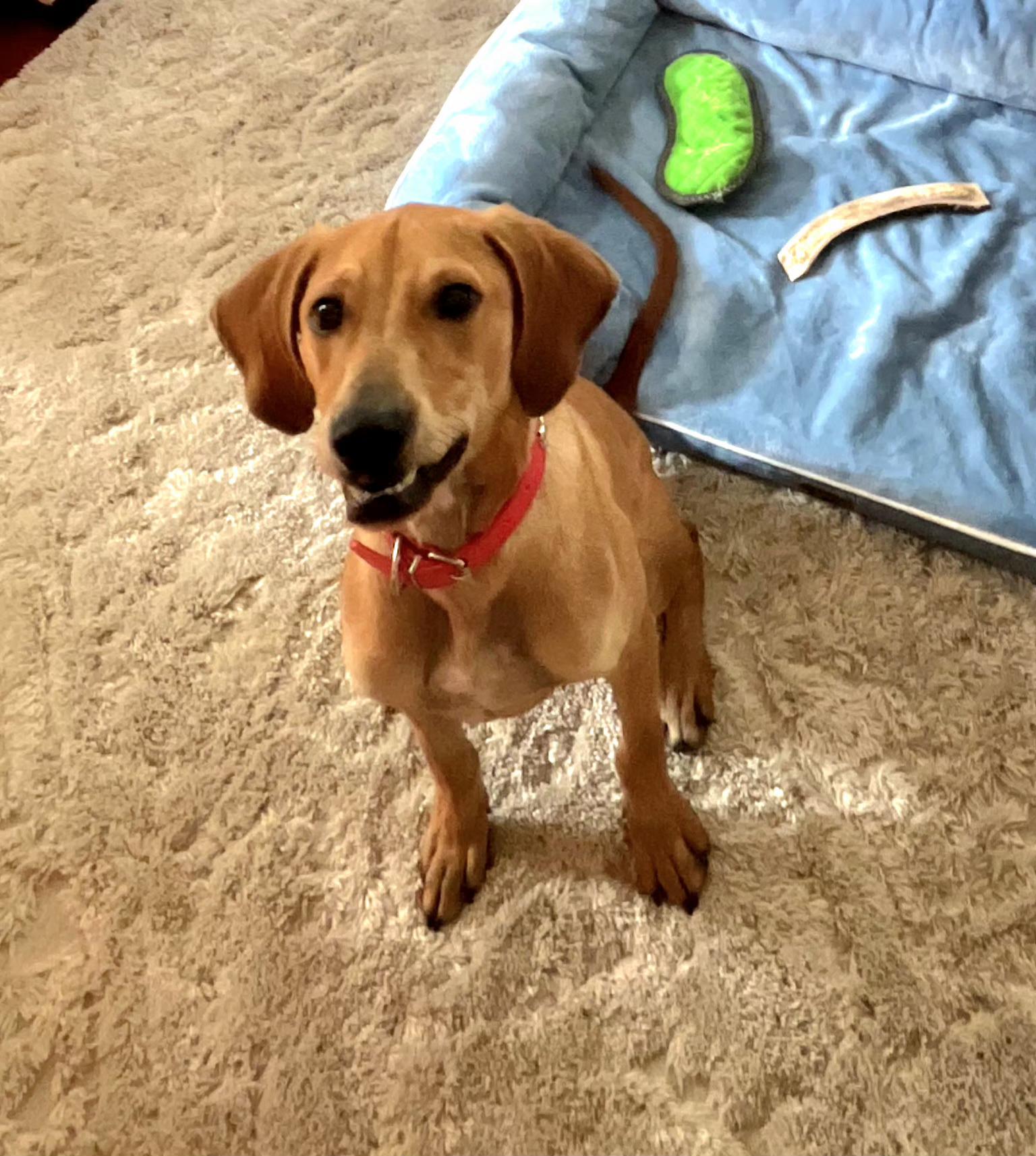 Enlarge Theodore , a Adopted Redbone Coonhound in West Harrison , NY image 1/6