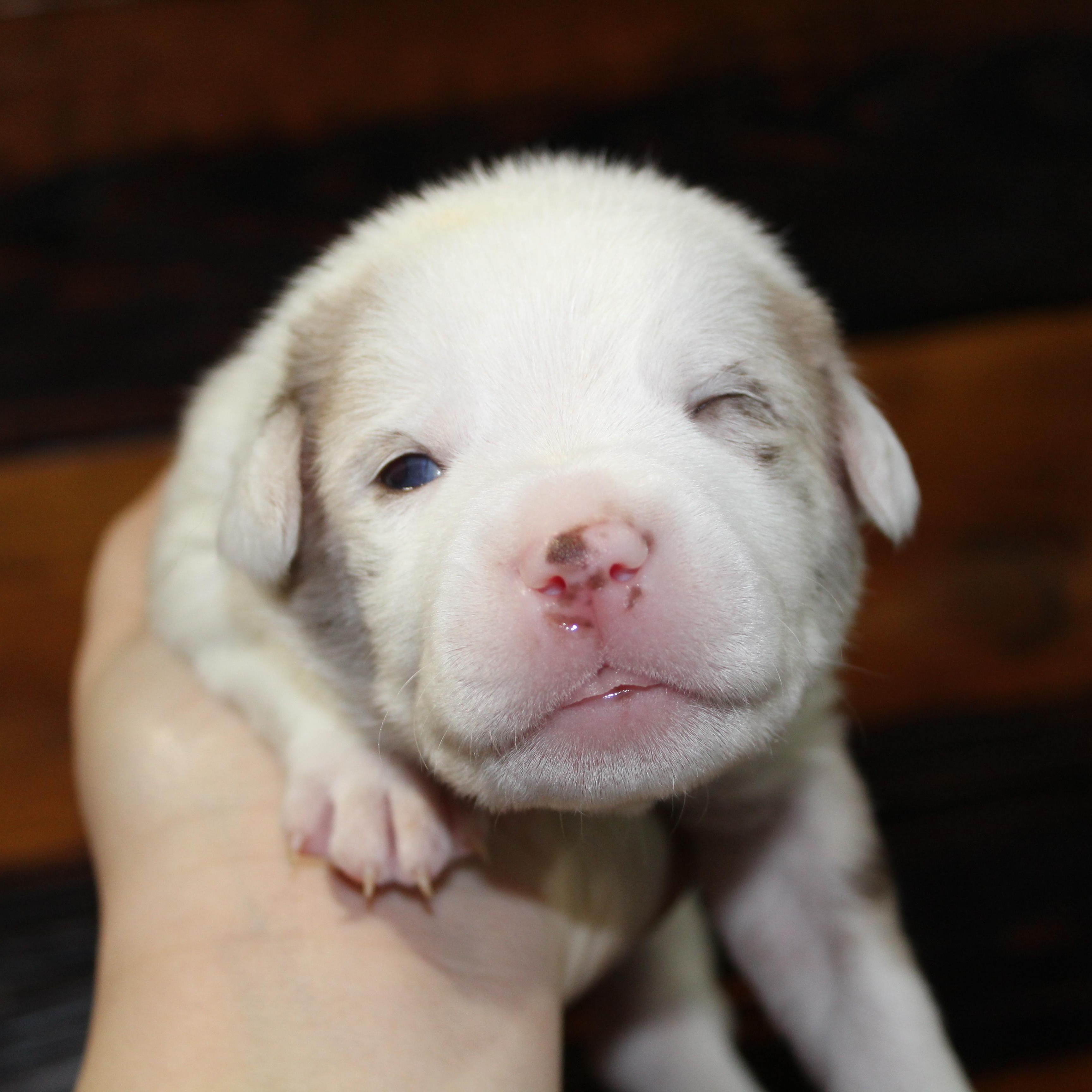 Enlarge Twix, a ADOPTABLE mixed breed in Salem, WI image 3/4