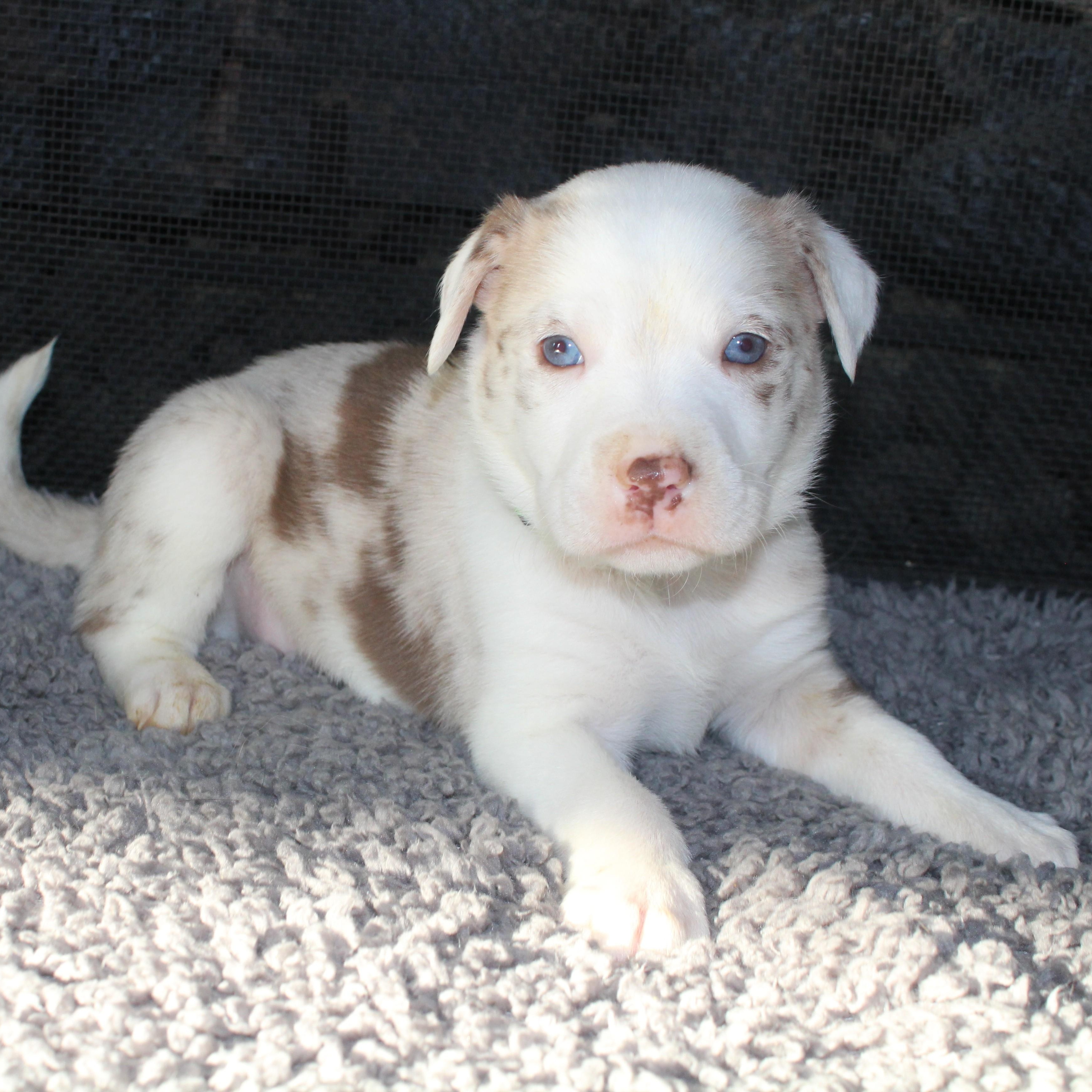 Enlarge Twix, a ADOPTABLE mixed breed in Salem, WI image 1/4