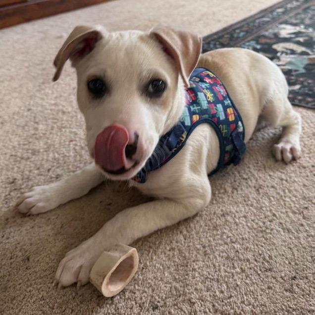 Blazer D9713, Adoptable, Puppy Male Pit Bull Terrier & Australian Cattle Dog / Blue Heeler.