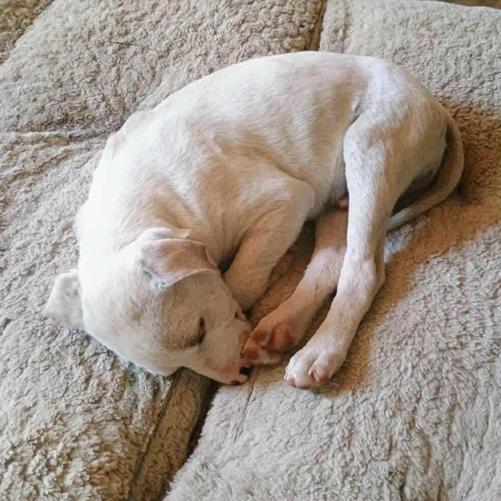 Blazer D9713, a Adoptable mixed breed in Princeton, MN image 2/6