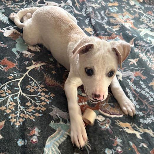 Blazer D9713, a Adoptable mixed breed in Princeton, MN image 3/6