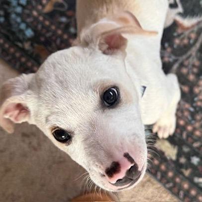 Blazer D9713, a Adoptable mixed breed in Princeton, MN image 4/6