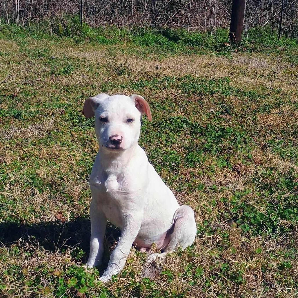 Blazer D9713, a Adoptable mixed breed in Princeton, MN image 5/6