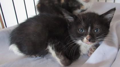 Enlarge Ophelia, a Adoptable Domestic Short Hair in West Memphis, AR image 1/2