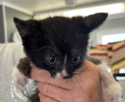 Enlarge Ophelia, a Adoptable Domestic Short Hair in West Memphis, AR image 2/2
