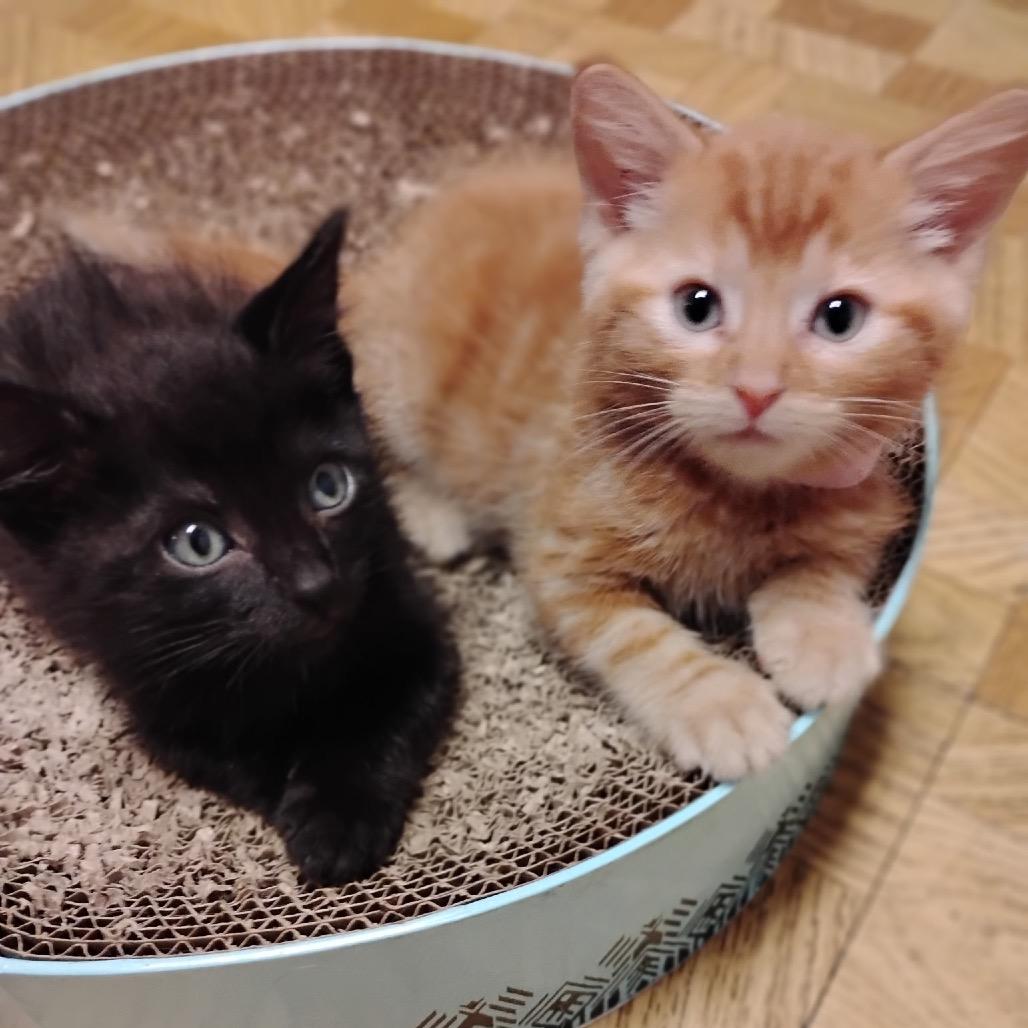 Ariel(p), Adoptable, Kitten Female Domestic Short Hair.
