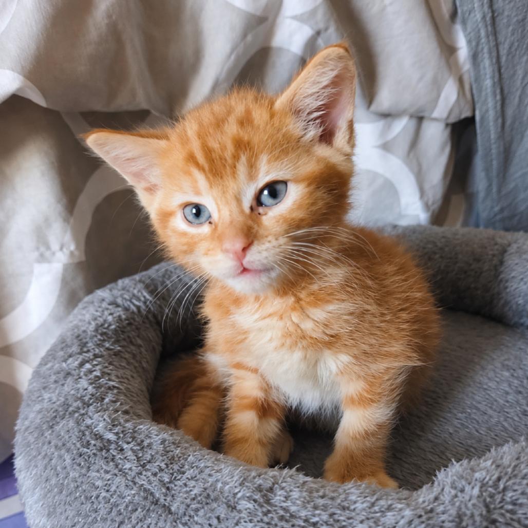 Enlarge Ariel(p), a Adoptable Domestic Short Hair in Commerce City, CO image 4/6