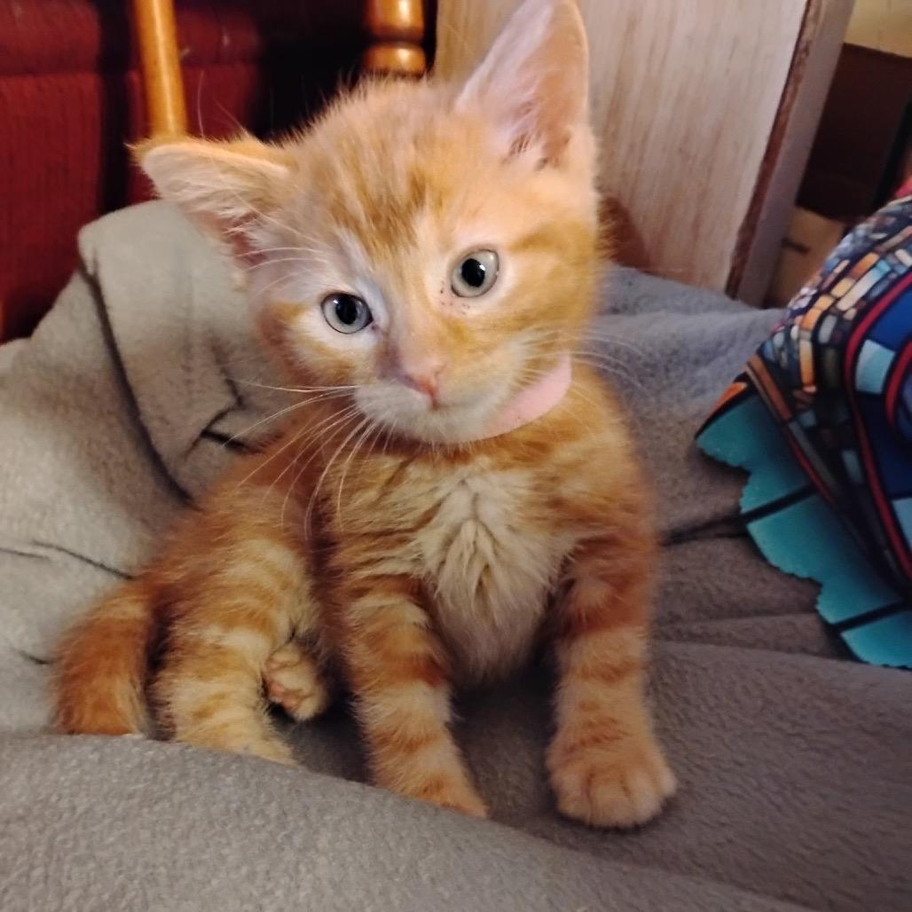 Enlarge Ariel(p), a Adoptable Domestic Short Hair in Commerce City, CO image 5/6