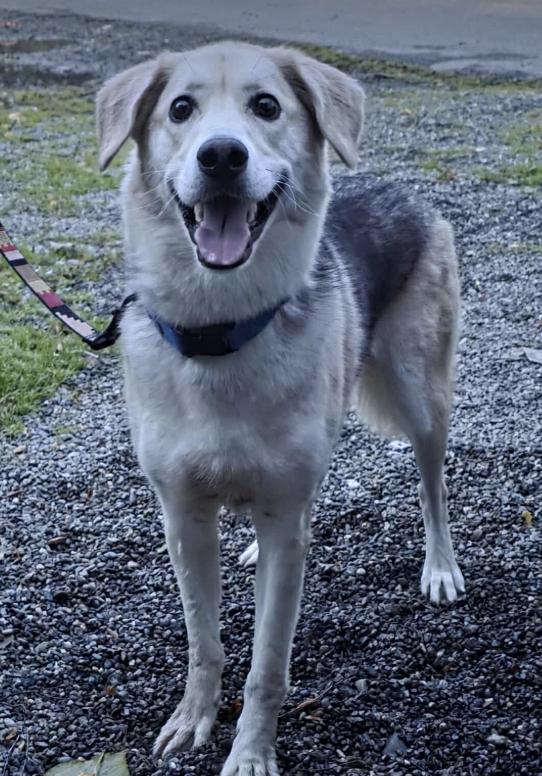 Milo, Adopted, Adult Male Husky & Labrador Retriever.