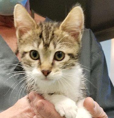 Klaus, Adoptable, Adult Male Domestic Short Hair & Domestic Short Hair.