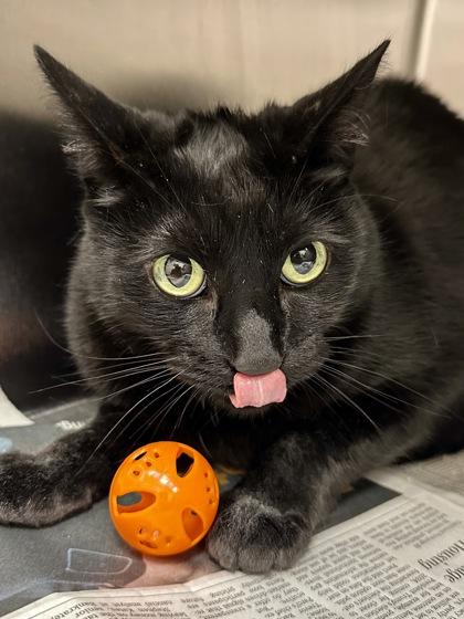 Nena, Adoptable, Senior Female Domestic Short Hair.