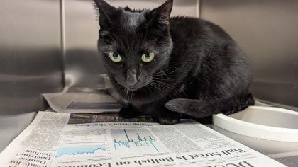 Enlarge Nena, a Adoptable mixed breed in Wichita, KS image 2/2