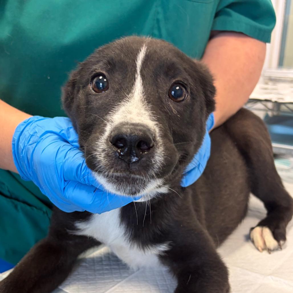 Enlarge Alpha, a Adoptable mixed breed in Nashville, TN image 1/4