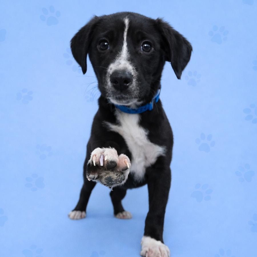 Enlarge Alpha, a Adoptable mixed breed in Nashville, TN image 2/4