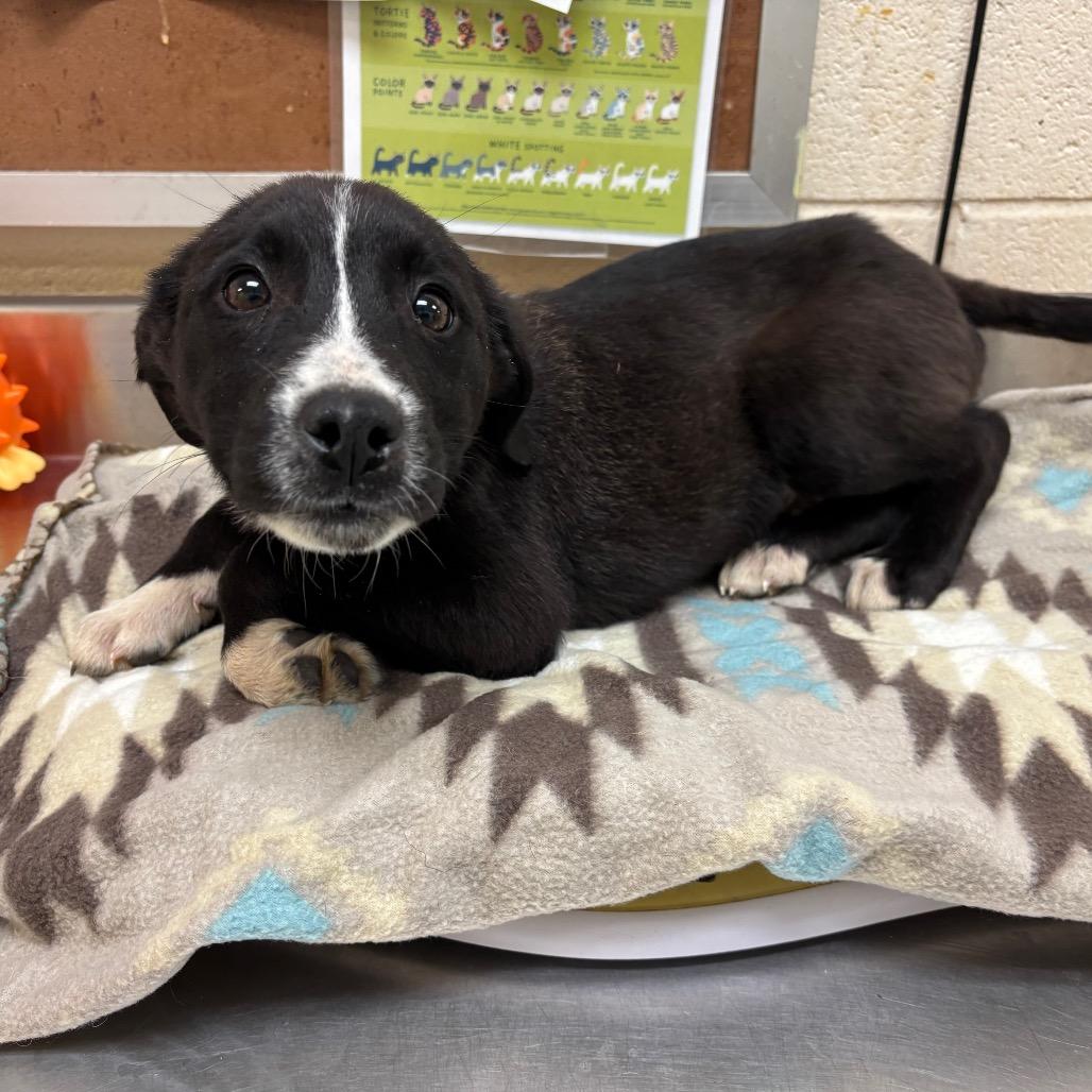 Enlarge Alpha, a Adoptable mixed breed in Nashville, TN image 3/4