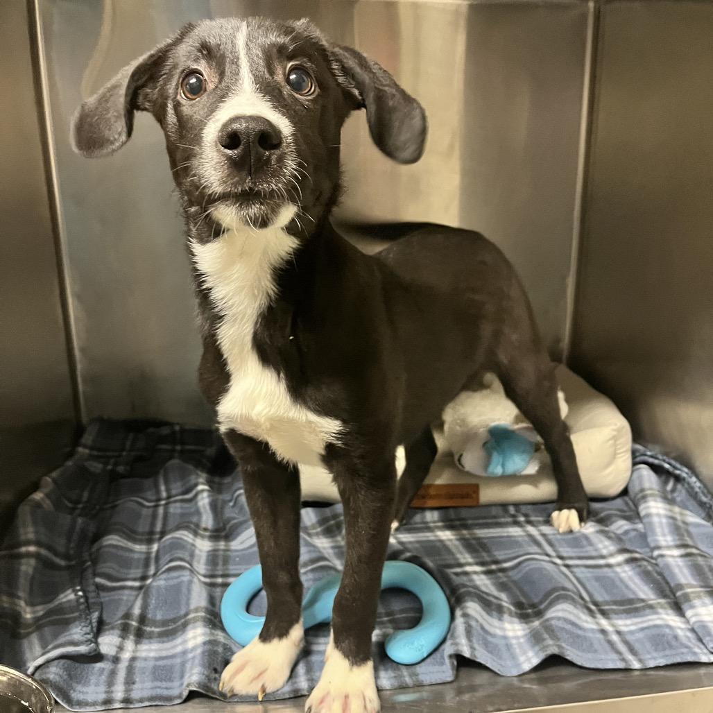 Enlarge Alpha, a Adoptable mixed breed in Nashville, TN image 4/4