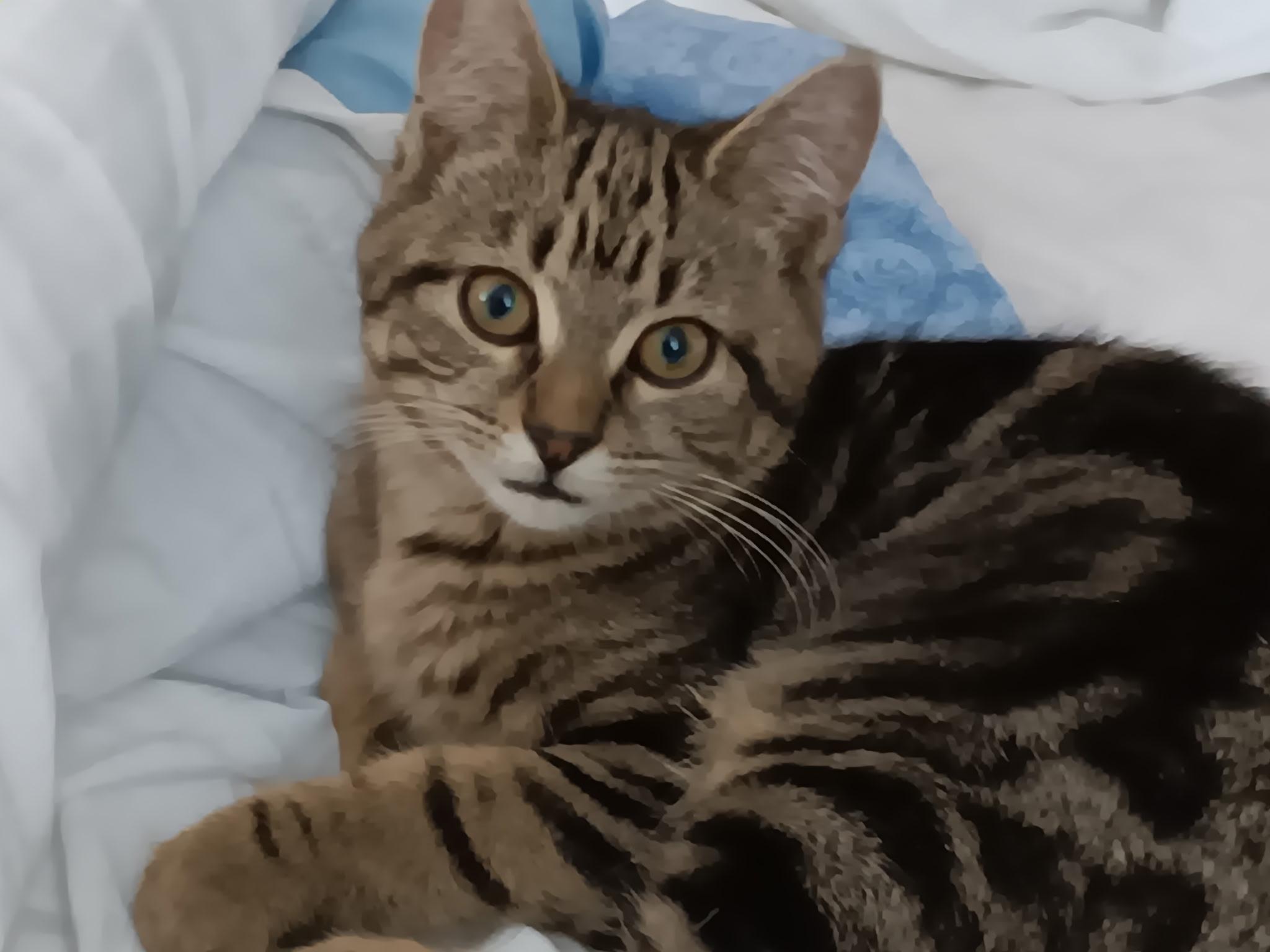 Enlarge Coors and Angel , an adopted Domestic Short Hair in Salem, NH image 4/5