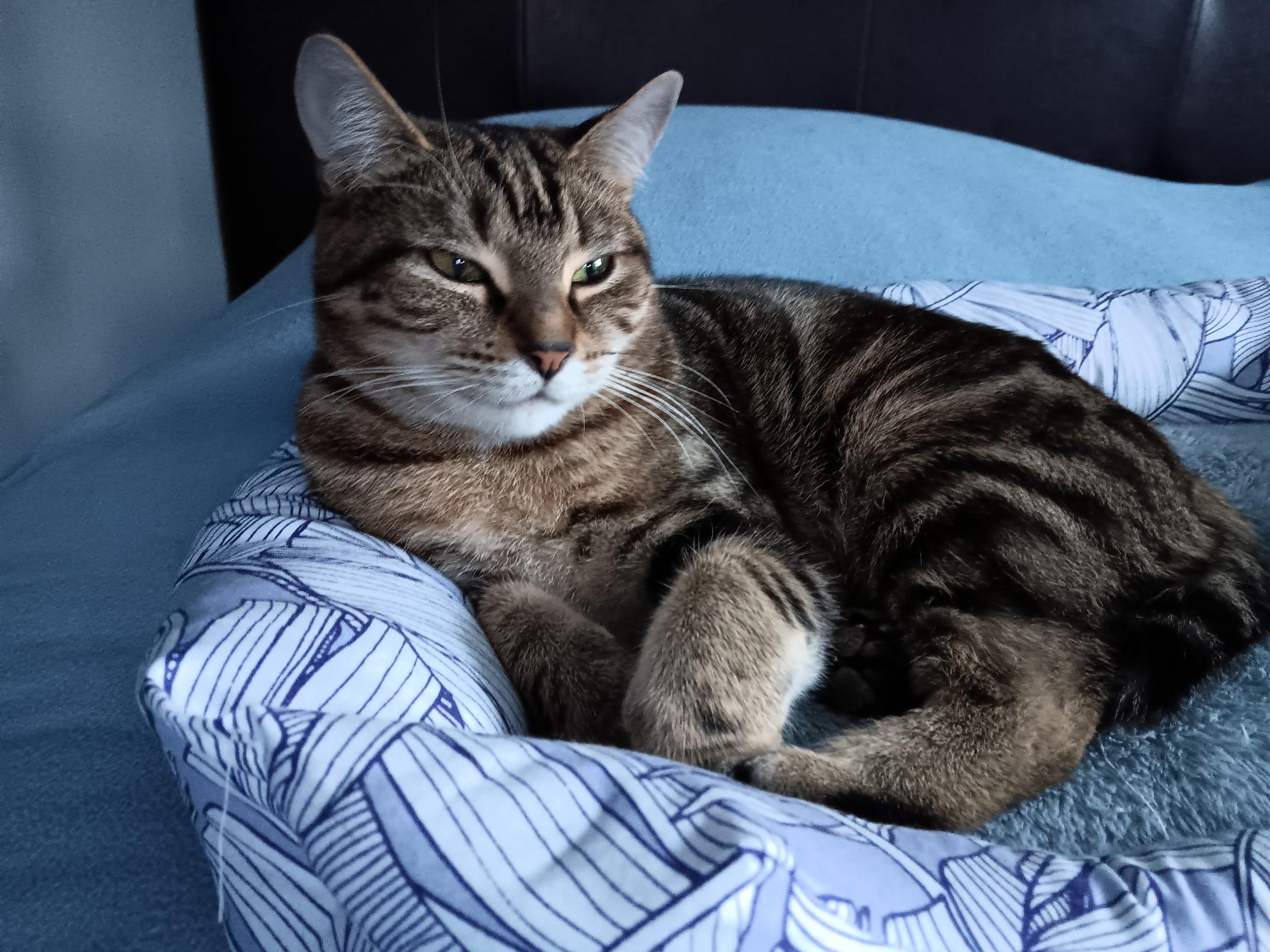 Enlarge Coors and Angel , an adopted Domestic Short Hair in Salem, NH image 5/5