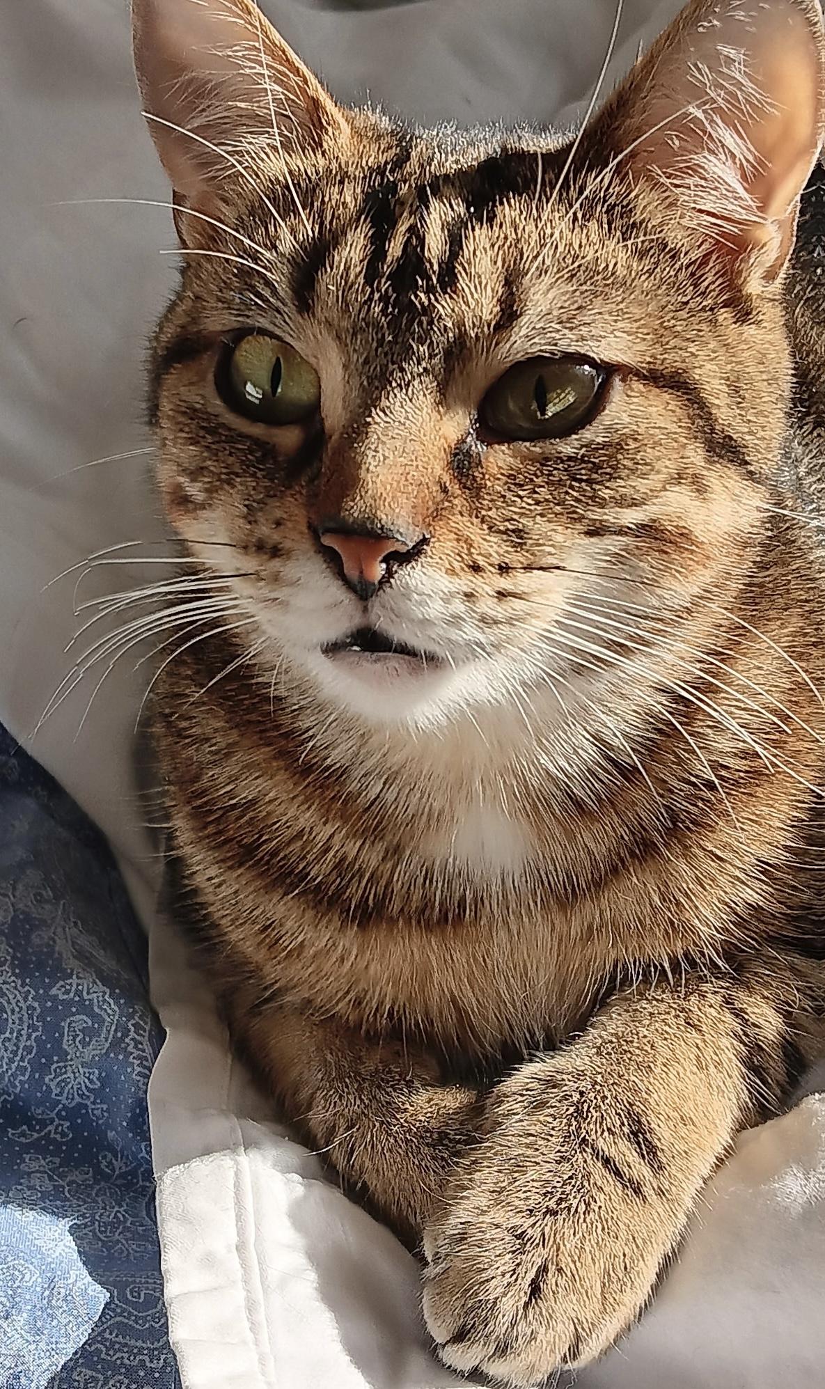 Enlarge Coors and Angel , an adopted Domestic Short Hair in Salem, NH image 3/5