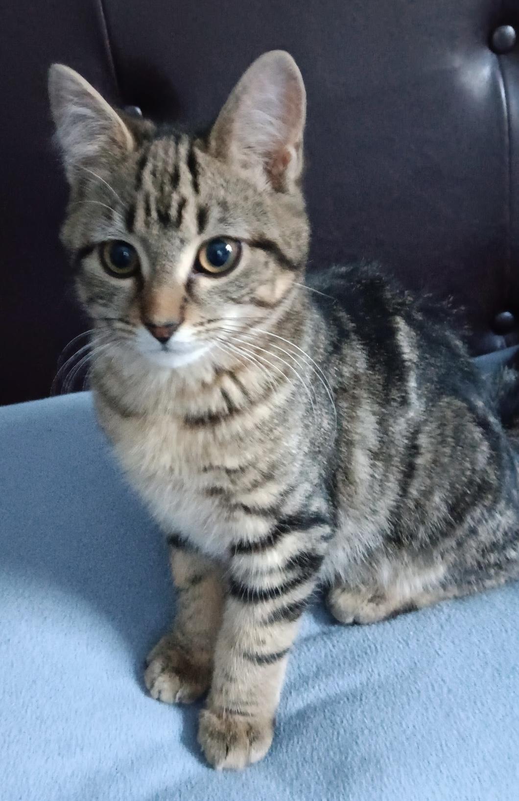 Coors and Angel , ADOPTABLE, Kitten Male Domestic Short Hair.