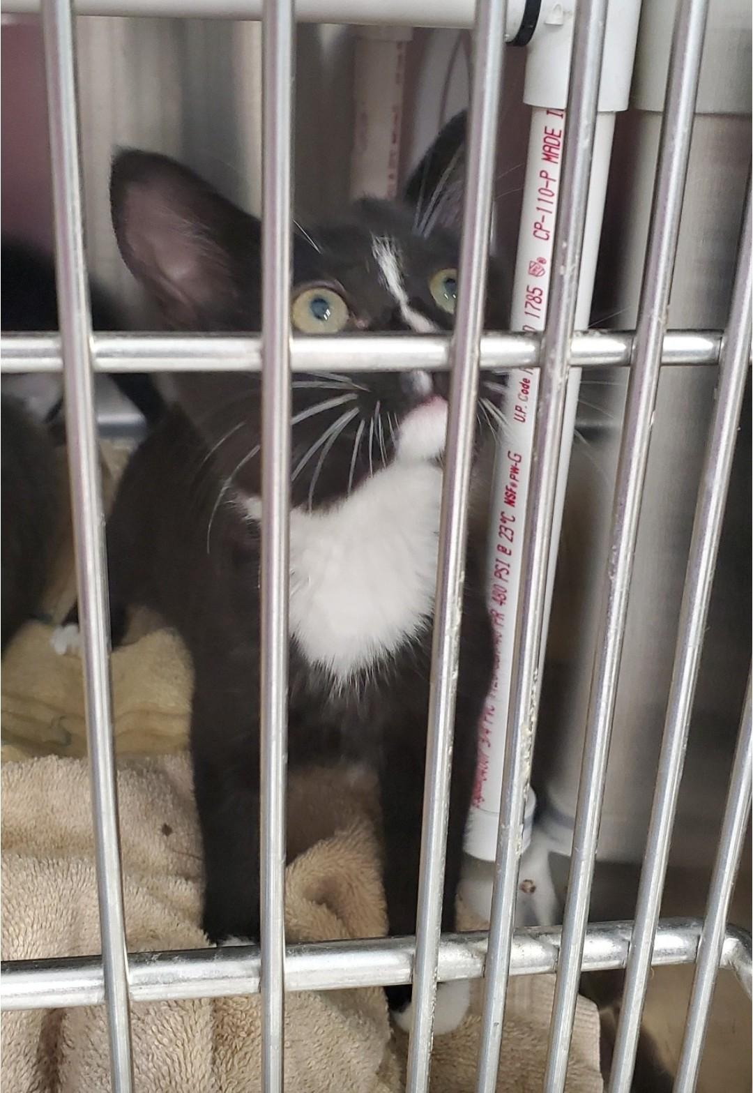 Enlarge Skunk, a Adoptable mixed breed in Brighton, MI image 1/4